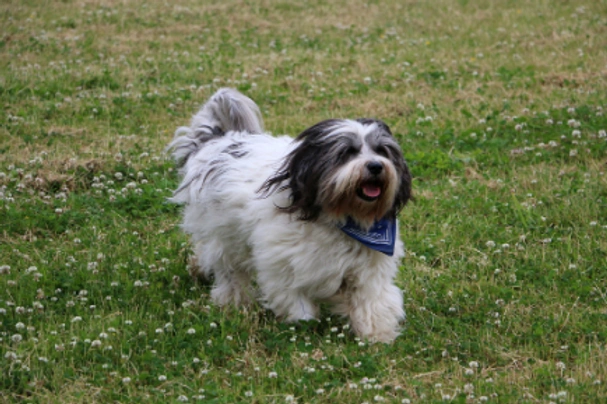 Polish lowland sheepdog puppies for sale hot sale near me