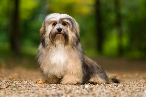 es un habanero un buen perro de familia