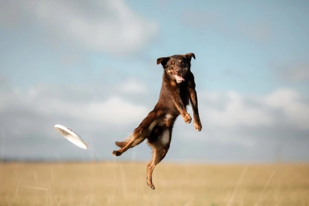 Australská kelpie Dogs Informace - velikost, povaha, délka života & cena | iFauna