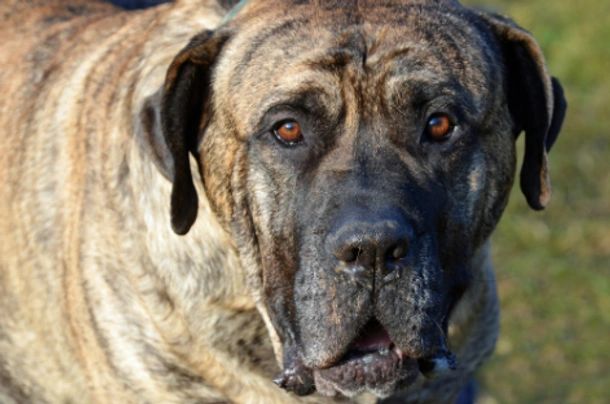 Perro de Presa Canario Dogs Informace - velikost, povaha, délka života & cena | iFauna