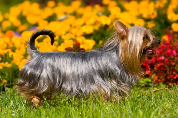 Australische Silky Terriër Dogs Ras: Karakter, Levensduur & Prijs | Puppyplaats