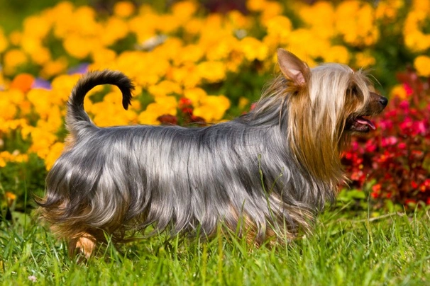 Australský silky teriér Dogs Informace - velikost, povaha, délka života & cena | iFauna