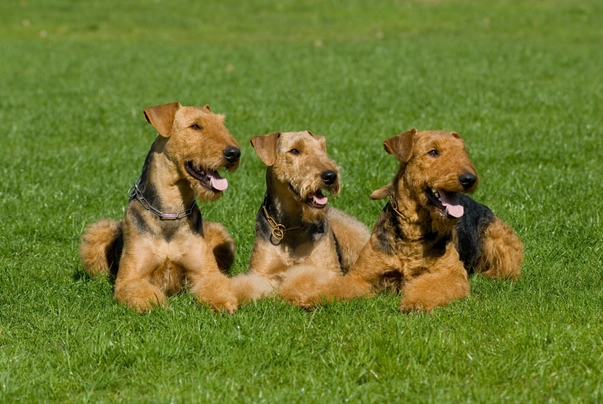 Erdelteriér Dogs Informace - velikost, povaha, délka života & cena | iFauna