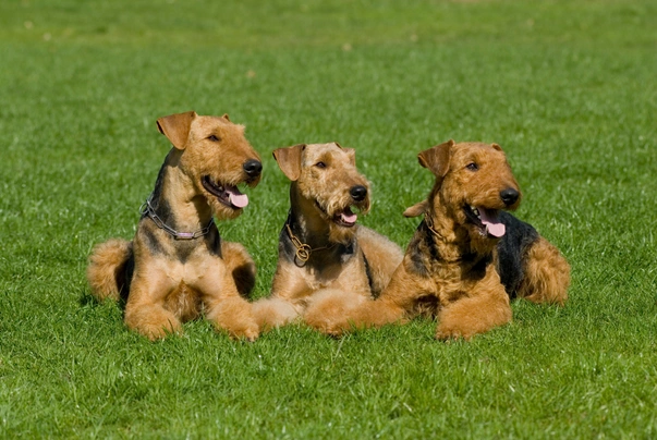 Airedale Terriër Dogs Ras: Karakter, Levensduur & Prijs | Puppyplaats