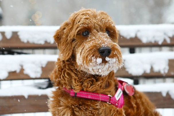 Extra large outlet goldendoodle