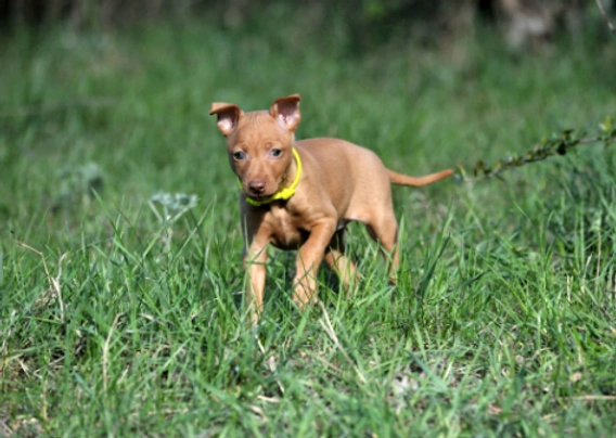 Sicilský chrt Dogs Informace - velikost, povaha, délka života & cena | iFauna
