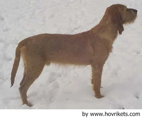 Griffon Fauve de Bretagne Dogs Raza - Características, Fotos & Precio | MundoAnimalia