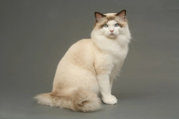 The Ragdoll Is Named World's Most Popular Cat Breed (Again) in 2021