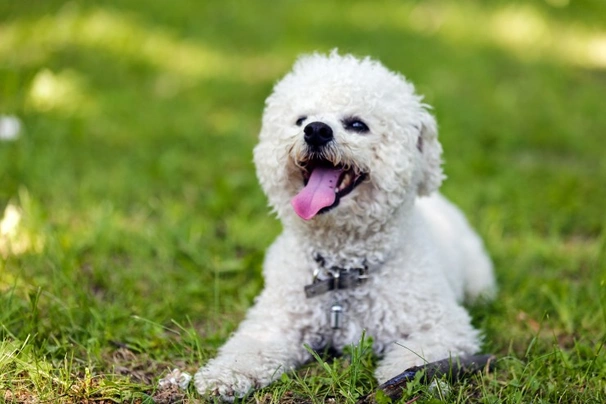 Bichon a poil Frise Dogs Razza - Prezzo, Temperamento & Foto | AnnunciAnimali