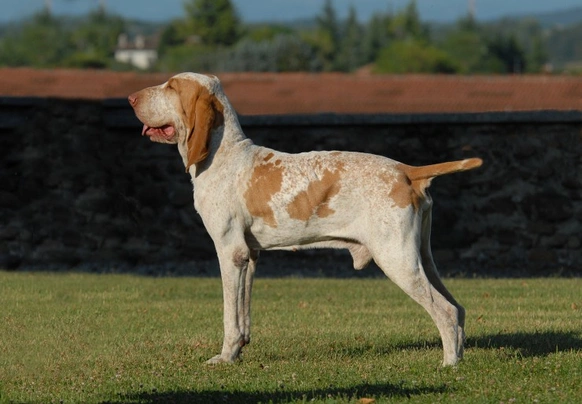 Bracco Italiano Dogs Razza - Prezzo, Temperamento & Foto | AnnunciAnimali