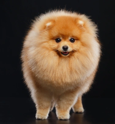 Volpino di Pomerania Dogs Razza - Prezzo, Temperamento & Foto | AnnunciAnimali