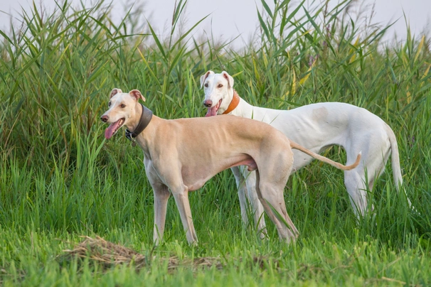 Greyhound Dogs Informace - velikost, povaha, délka života & cena | iFauna