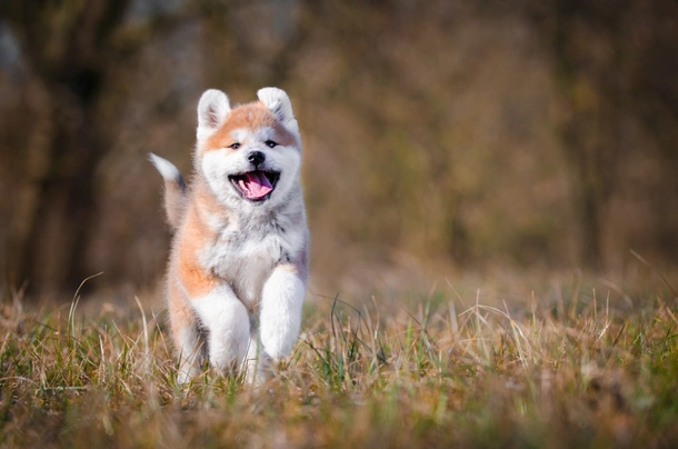 Akita inu Dogs Informace - velikost, povaha, délka života & cena | iFauna