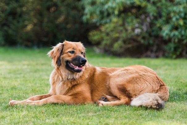 Hovawart golden hot sale retriever mix