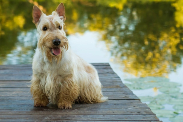 Scottish Terrier Dogs Breed - Information, Temperament, Size & Price | Pets4Homes