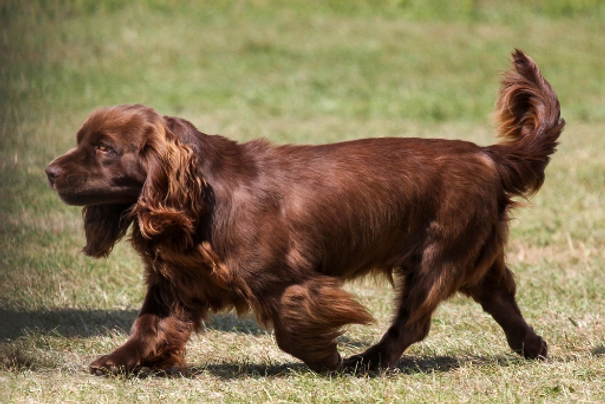 Sussex discount spaniel breeders