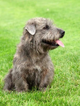 Imaal terrier hot sale for sale