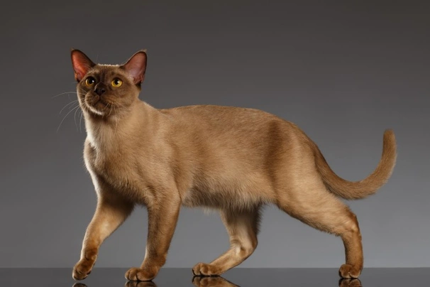 Burmese Cats Breed | Facts, Information and Advice | Pets4Homes