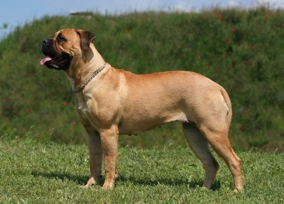 Bullmastiff Dogs Breed - Information, Temperament, Size & Price | Pets4Homes