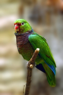 Amazoňan vínorudý Birds Informace - velikost, povaha, délka života & cena | iFauna