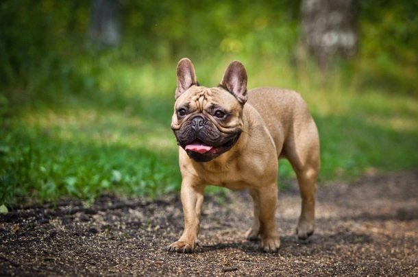 La gran popularidad del bulldog francés está afectando a su salud