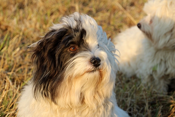 Coton de Tuléar Dogs Informace - velikost, povaha, délka života & cena | iFauna