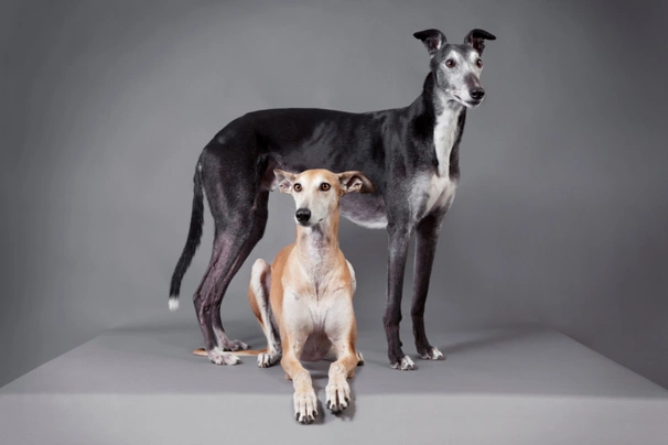 Greyhound Dogs Ras: Karakter, Levensduur & Prijs | Puppyplaats