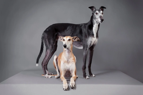 Greyhound Dogs Informace - velikost, povaha, délka života & cena | iFauna