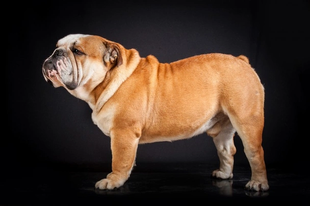 Bulldog Inglese Dogs Razza - Prezzo, Temperamento & Foto | AnnunciAnimali