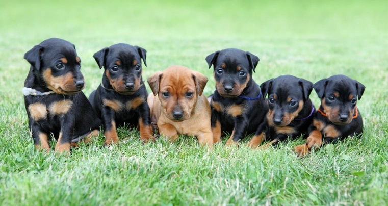 Miniature sales pinscher dogs