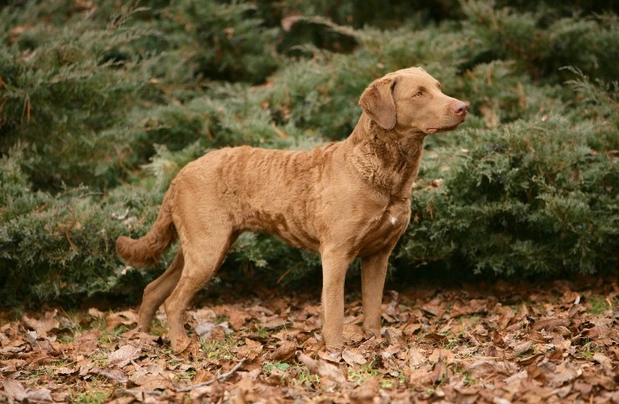 Chesapeake Bay retrívr Dogs Informace - velikost, povaha, délka života & cena | iFauna