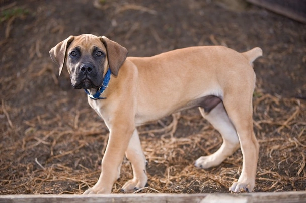 Boerboel Dogs Plemeno / Druh: Povaha, Délka života & Cena | iFauna