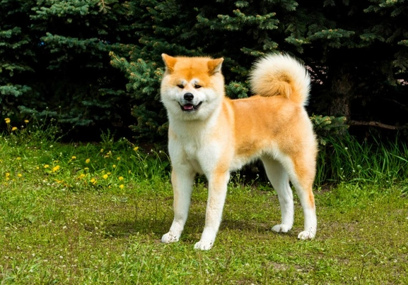 Japanese akita hot sale dog breed