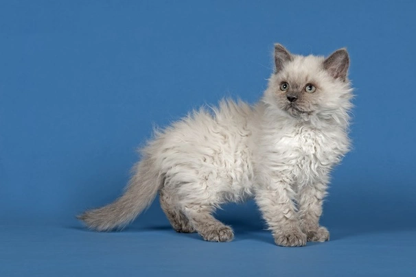 Selkirk rex hot sale cat price