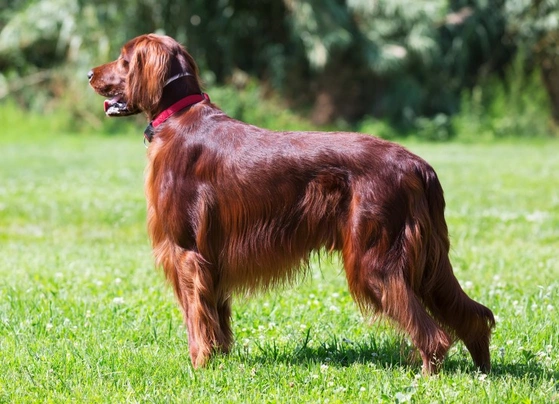 Setter Irlandés Rojo Dogs Raza - Características, Fotos & Precio | MundoAnimalia