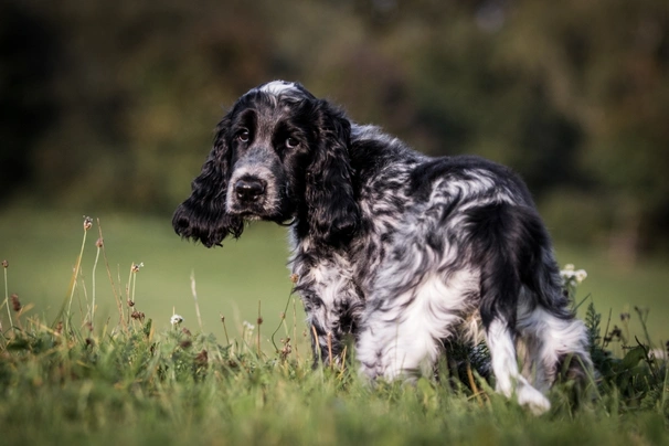 Cocker spaniel puppy store cost