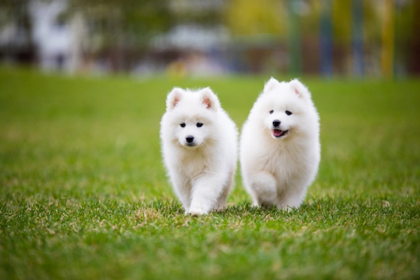 Samoyed store dog puppy