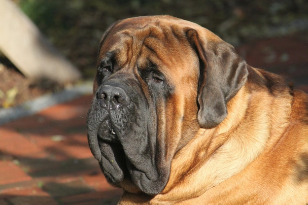 Mastiff store dog price