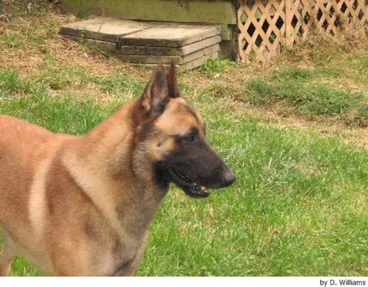 Belgický ovčák Malinois Dogs Plemeno / Druh: Povaha, Délka života & Cena | iFauna