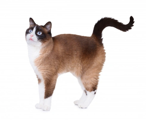 Snowshoe Cats Informace - velikost, povaha, délka života & cena | iFauna
