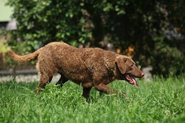 Chesapeake Bay retrívr Dogs Plemeno / Druh: Povaha, Délka života & Cena | iFauna