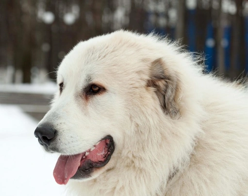 Mastin de los Pirineos (Pyreneese Mastiff) Dogs Ras: Karakter, Levensduur & Prijs | Puppyplaats