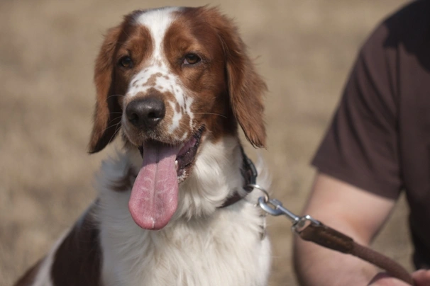 Welsh Springer Spaniel Perros Raza - Características, Fotos & Precio ...