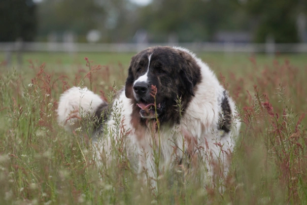 Pyrenejský mastin Dogs Plemeno / Druh: Povaha, Délka života & Cena | iFauna