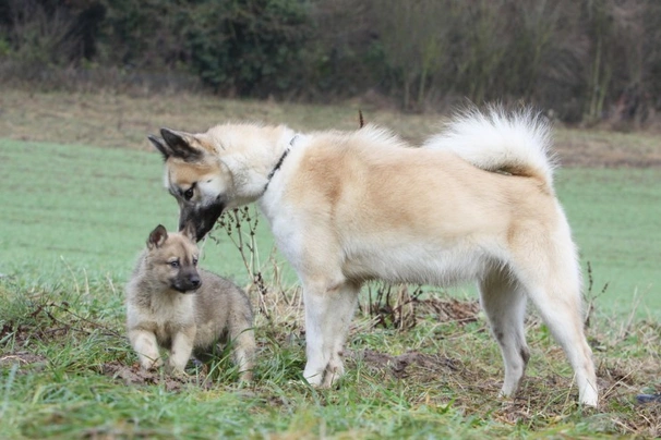 Grónský pes Dogs Informace - velikost, povaha, délka života & cena | iFauna