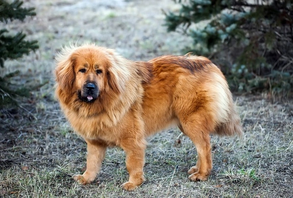 Tibetská doga Dogs Plemeno / Druh: Povaha, Délka života & Cena | iFauna