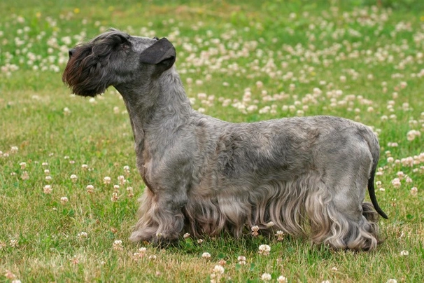 Cesky terrier sale price