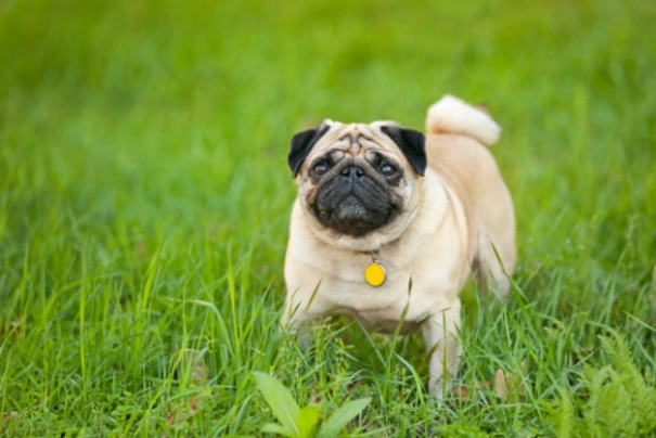 Pug Dogs Breed - Information, Temperament, Size & Price | Pets4Homes