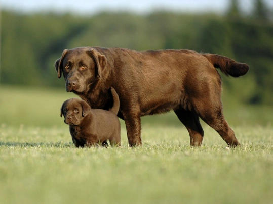 Chocolate labrador puppy price best sale