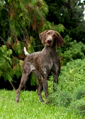 Německý krátkosrstý ohař Dogs Informace - velikost, povaha, délka života & cena | iFauna